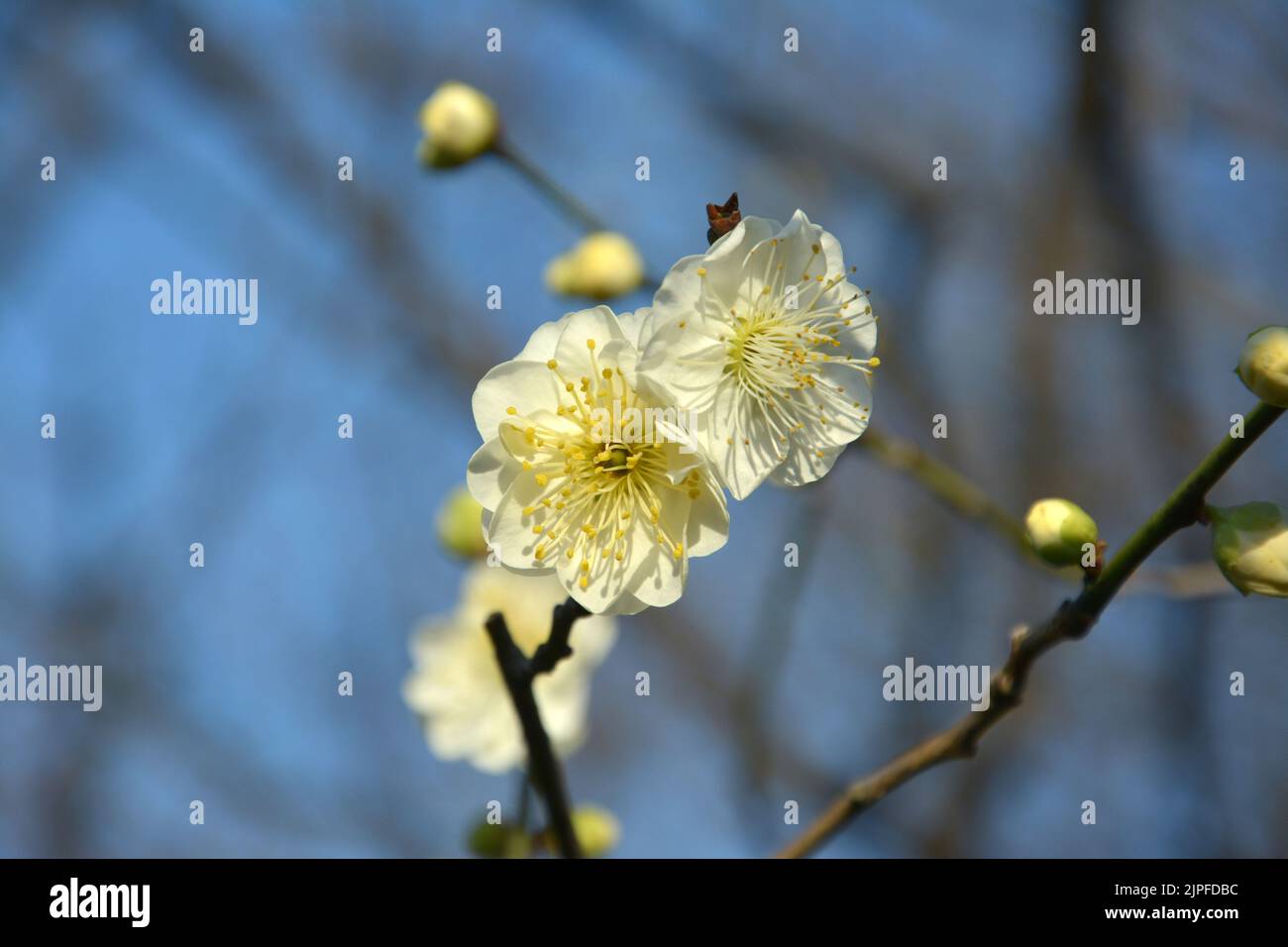 dos flores de ciruela amarillo claro florecen en una rama de árbol en un día soleado Foto de stock