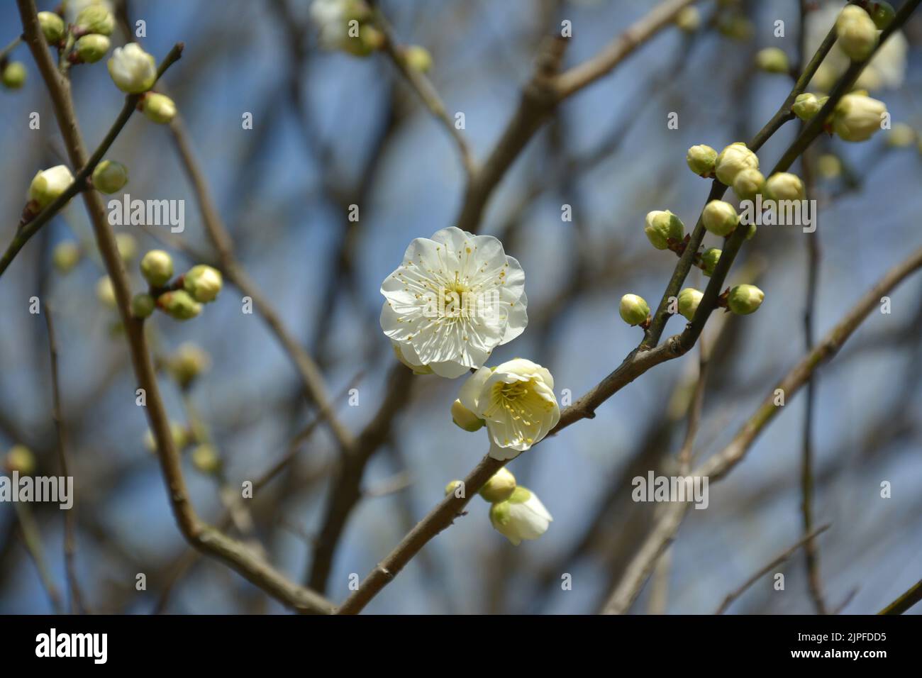 un ciruelo amarillo claro florece con pétalos y estambres en el soleado día de primavera Foto de stock