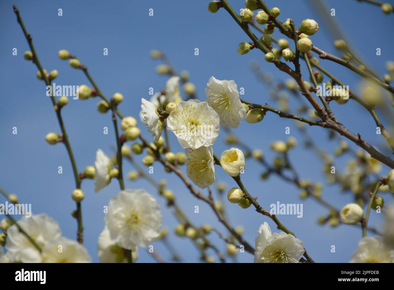 pequeño ciruelo amarillo floreciendo en la rama de un árbol bajo el cielo azul Foto de stock