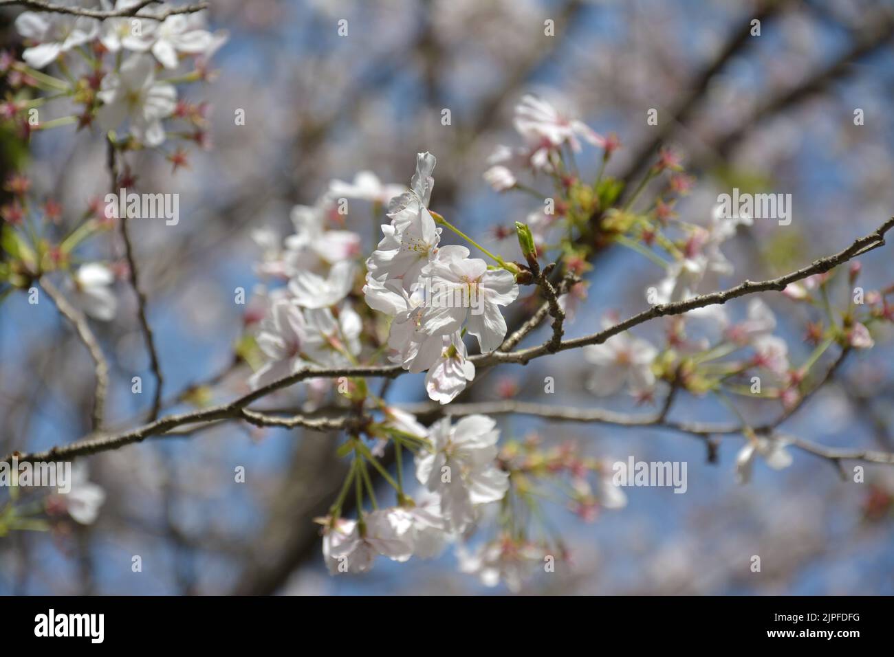 racimo de sakura rosa blanca florece en un día soleado en el parque Foto de stock