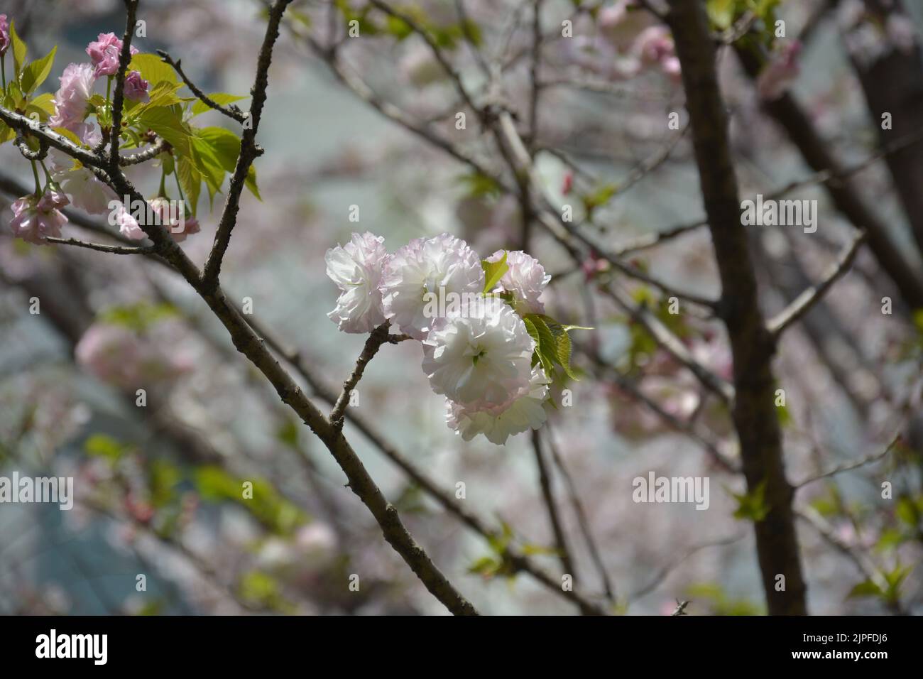 grupos de sakura rosa blanca florecen en la rama en el día soleado de primavera Foto de stock