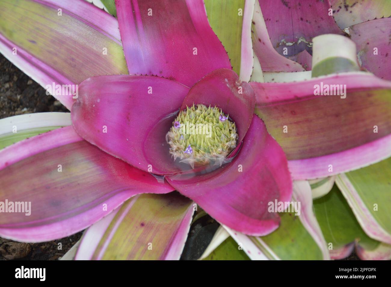 una nerereglia carolinae aislada con su brote en el corazón de la inflorescencia Foto de stock