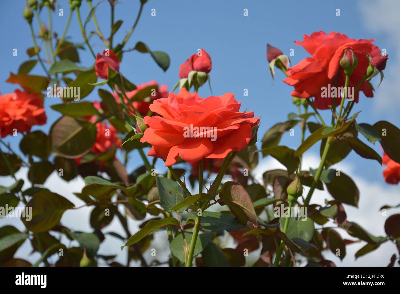 flores de rosas rojas bajo el cielo azul claro en el jardín Foto de stock