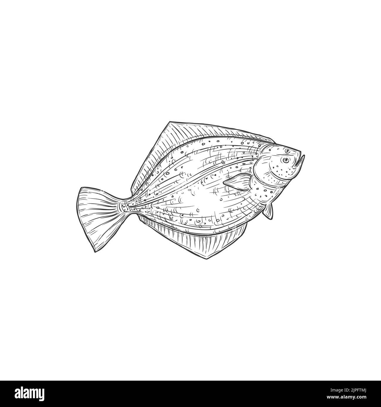 Platija del golfo Peces oceánicos aislados Icono de halibut monocromo