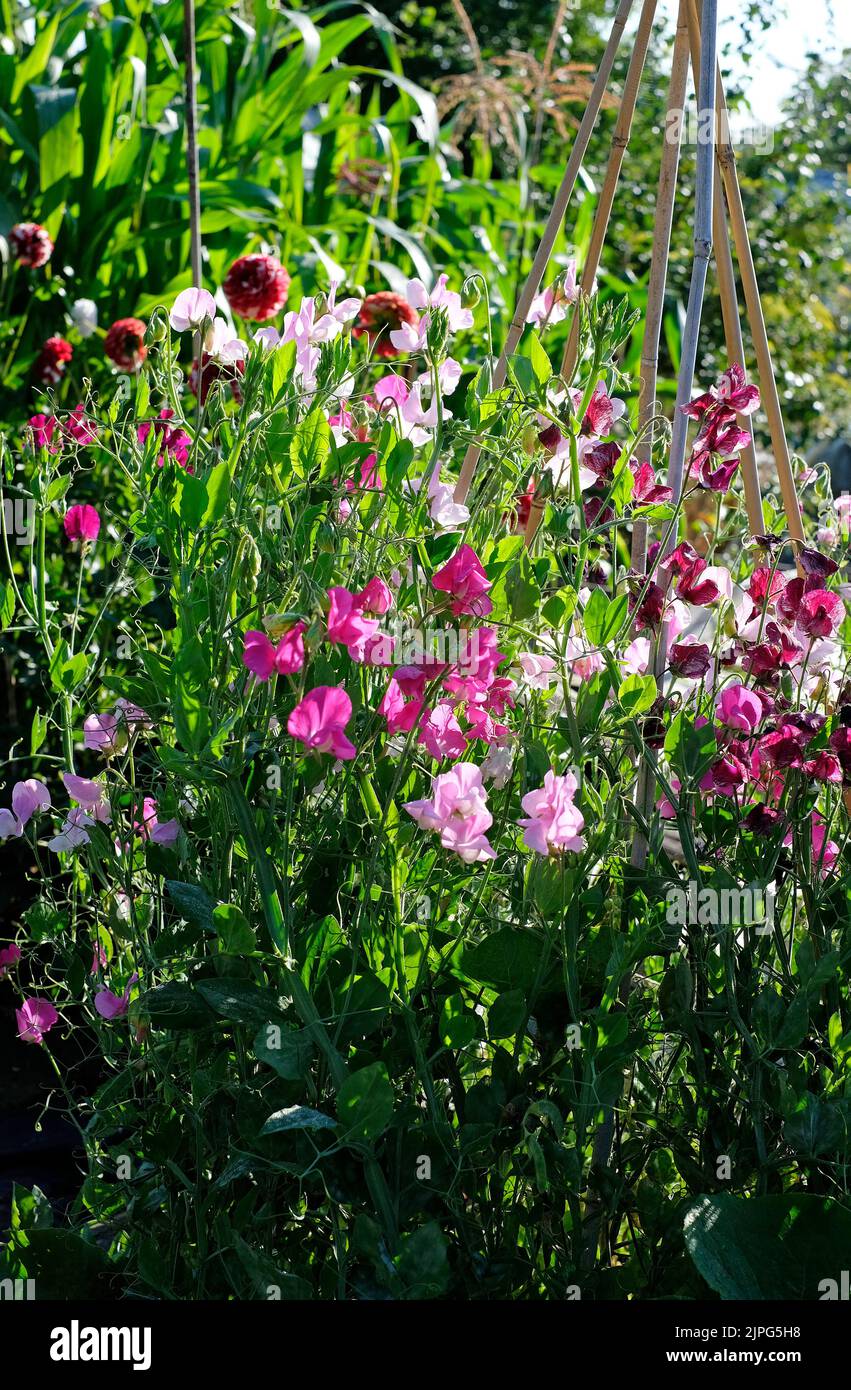 flores de guisantes dulces que crecen en jardín inglés, norfolk, inglaterra Foto de stock