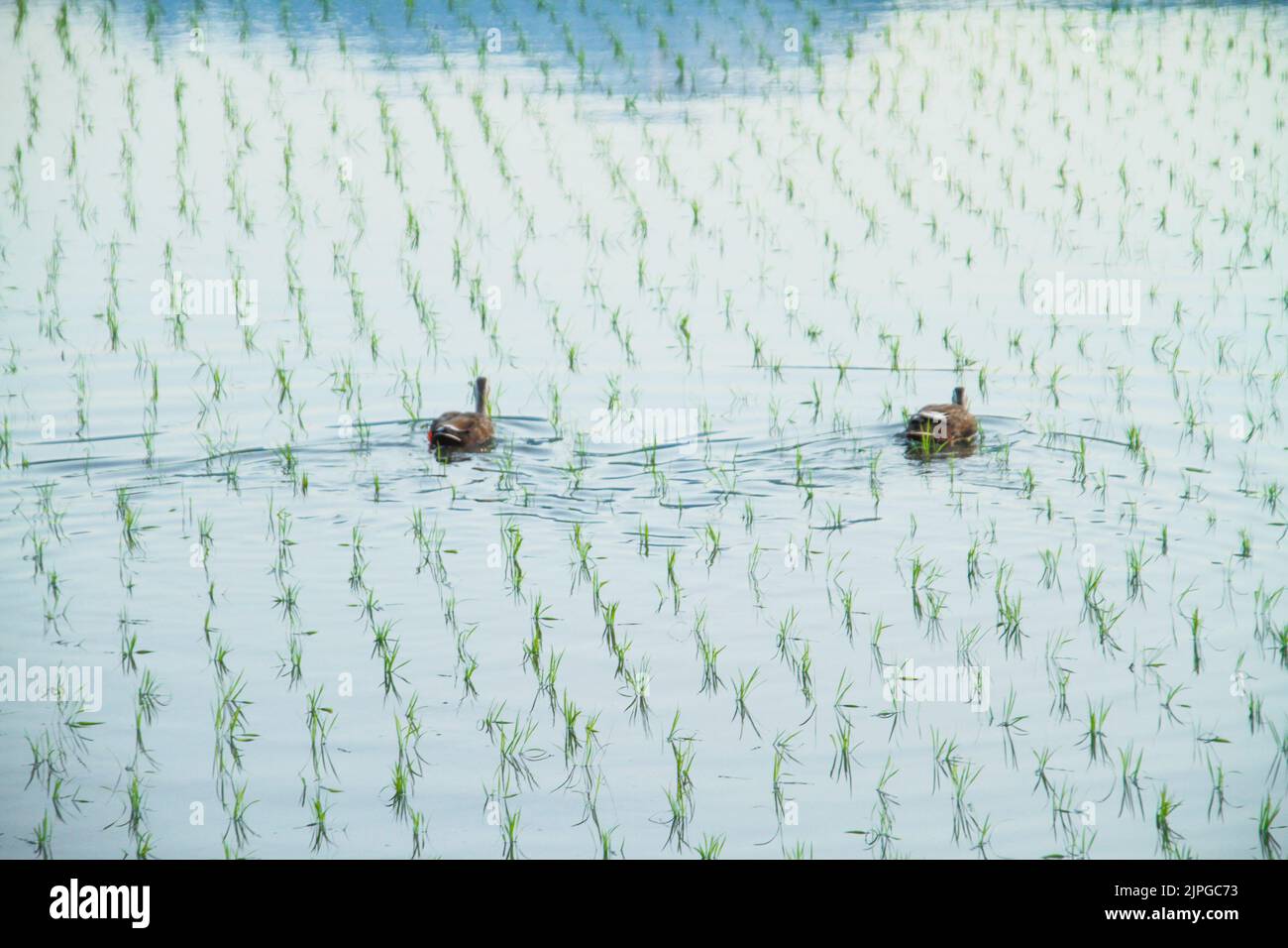 Dos patos nadando en el campo de arroz Foto de stock