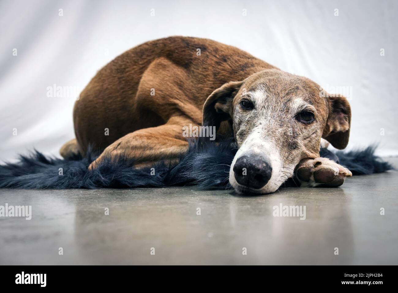 perro, galgo, galgo español, perros, galgos Foto de stock