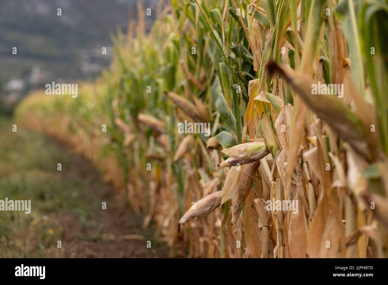 Nova Gorica, Eslovenia. 16th de Ago de 2022. Los cultivos de maíz marchitado se observan en el valle de Vipava en Nova Gorica, Eslovenia, 16 de agosto de 2022. Eslovenia ha sufrido una sequía persistente, especialmente en el valle de Vipava y en la región de Karst. Crédito: Zeljko Stevanic/Xinhua/Alamy Live News Foto de stock