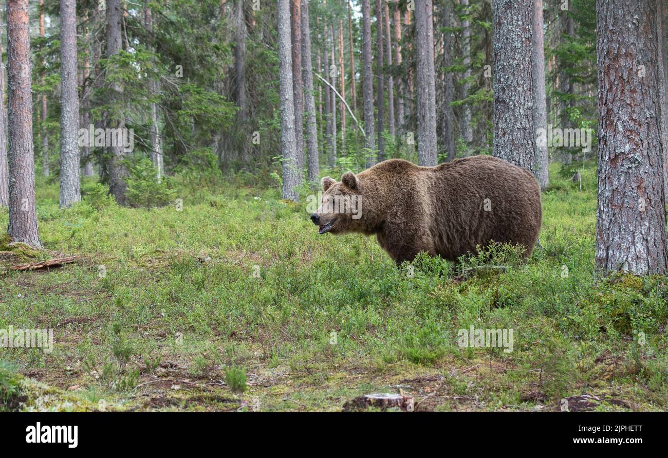 Oso pardo (Ursus arctos) en el bosque boreal o Taiga de Finlandia Foto de stock