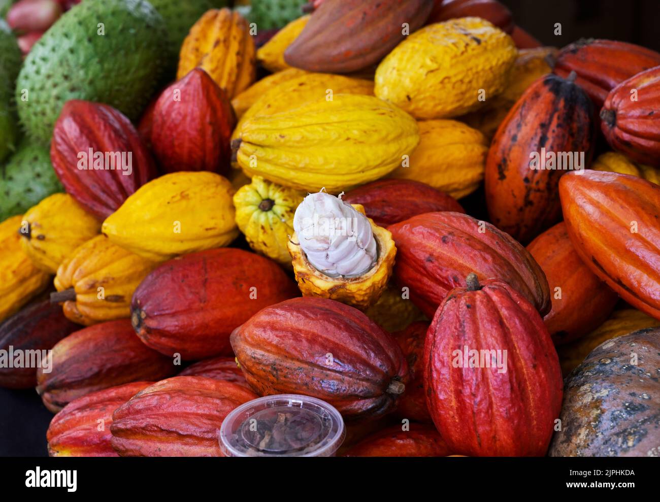 Vainas de cacao, una abierta mostrando semillas, Hawai Foto de stock