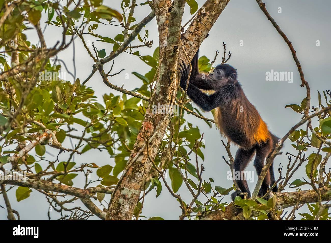 Mono aullador (Alouatta palliata palliata), Costa Rica, América Central Foto de stock