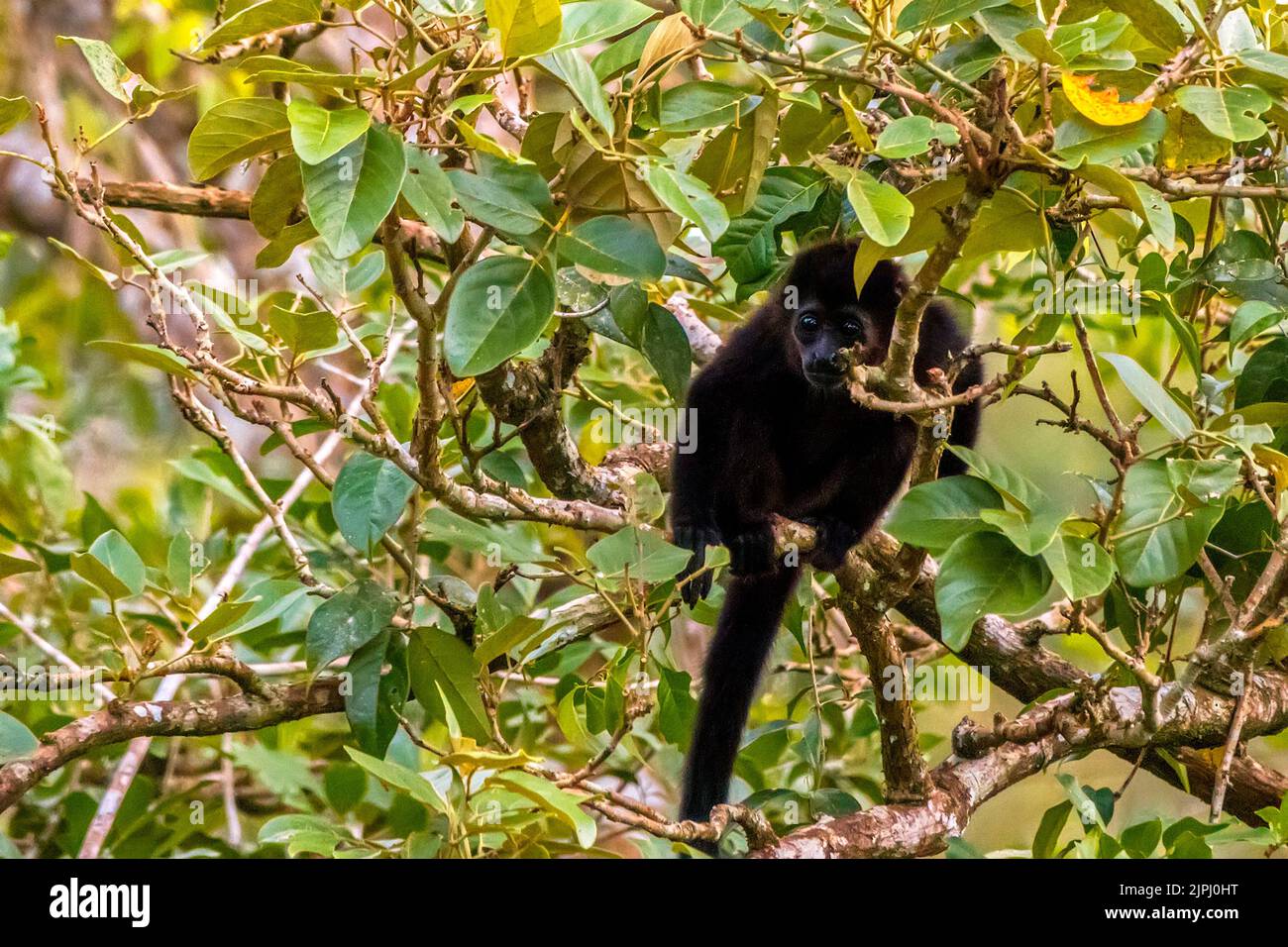Mono aullador (Alouatta palliata palliata), Costa Rica, América Central Foto de stock