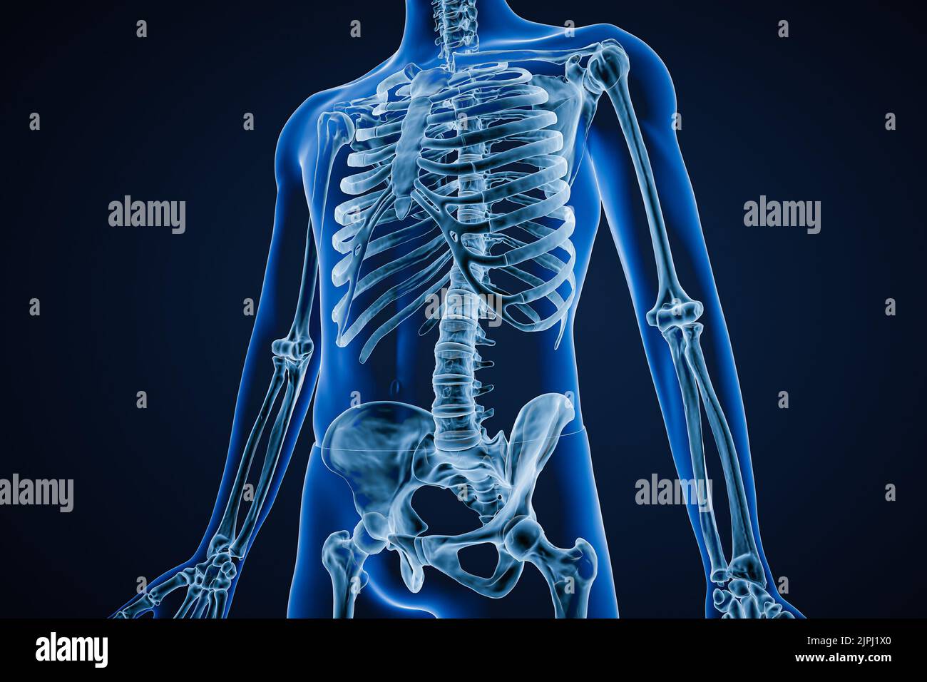 Vista anterior o frontal de la imagen de rayos X del sistema esquelético humano preciso o esqueleto con contornos del cuerpo masculino adulto sobre fondo azul 3D que representa el illus Foto de stock