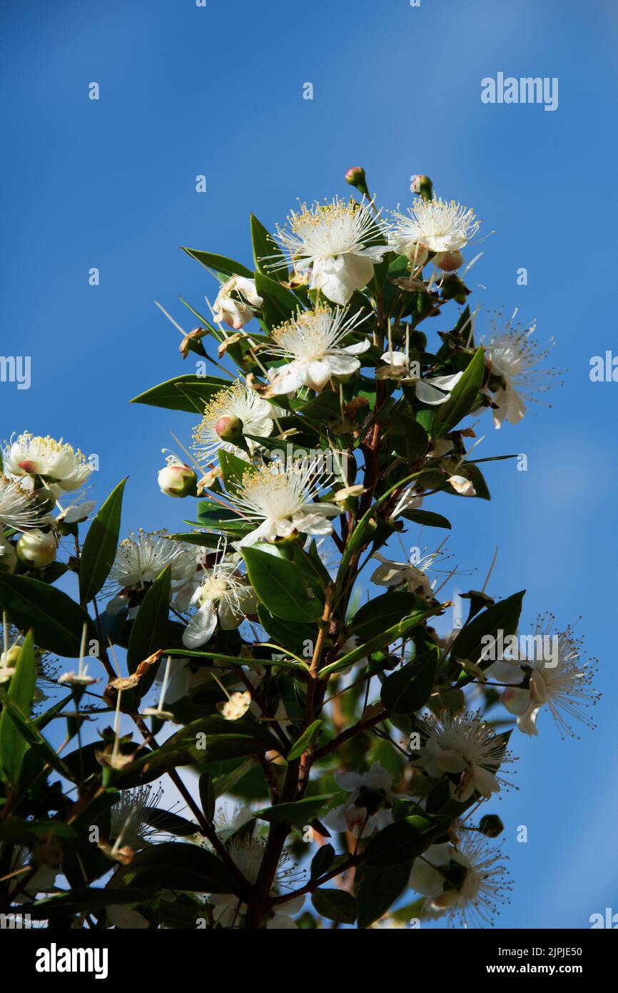 Myrtus communis – mirto común; nativo de la región mediterránea en el sur de Europa Myrtle blossom; un género de plantas con flores de la familia Myrtac Foto de stock