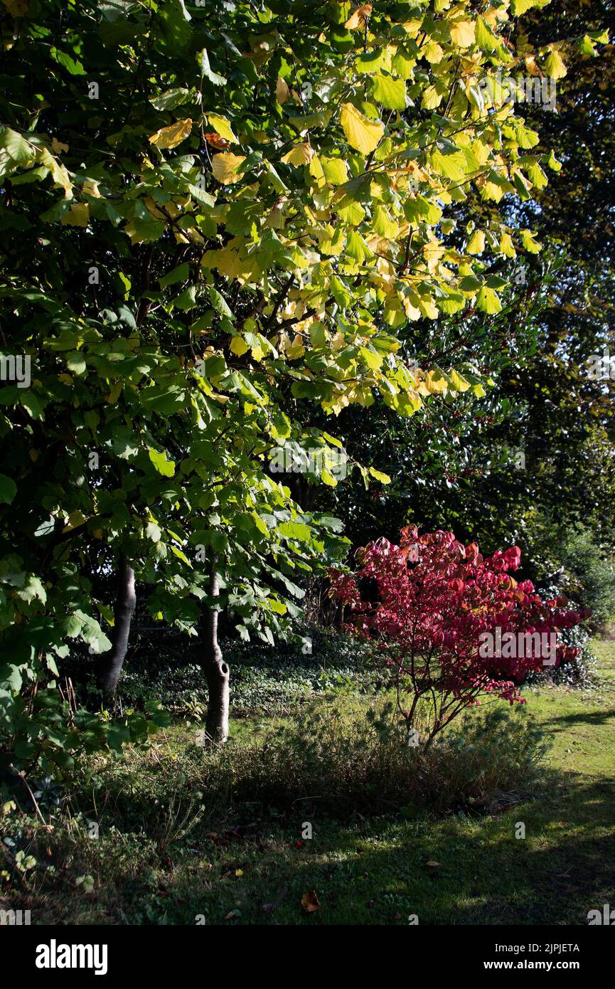 Las llamativas hojas rojas del huso contrastan avellana verde y hojas del acebo Foto de stock