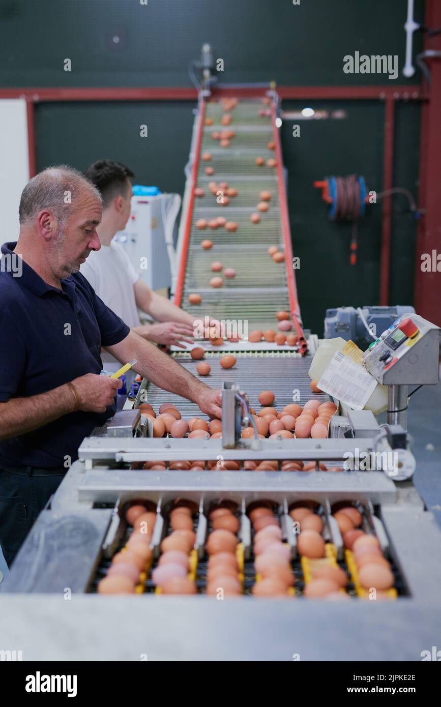 Trabajo suave pero eficiente. Un trabajador maduro de la fábrica que clasifica los huevos de pollo en una cinta transportadora dentro de una fábrica. Foto de stock