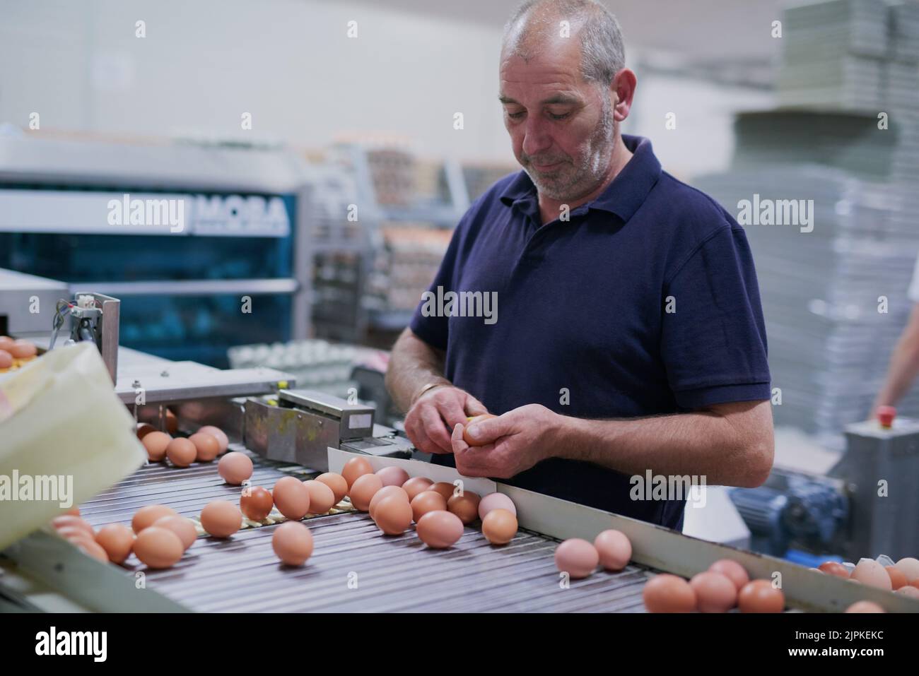 Tengo que asegurarse de que estos huevos son de gran calidad. Un trabajador maduro y centrado en la fabricación, clasificando los huevos de pollo en una cinta transportadora dentro de una fábrica. Foto de stock