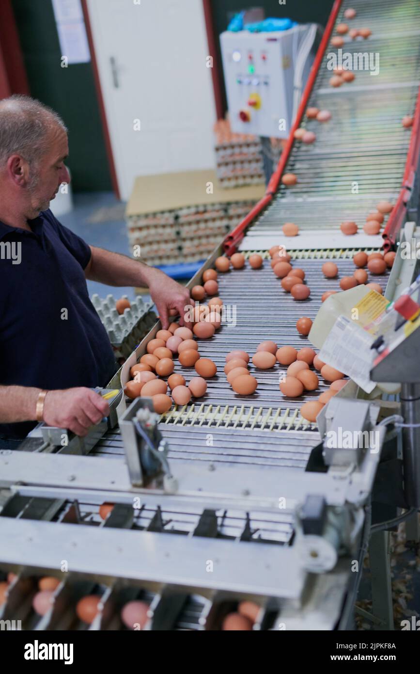 He estado contando los huevos todo el día. Un trabajador maduro de la fábrica que se centraba en los huevos de pollo en una cinta transportadora dentro de una fábrica. Foto de stock