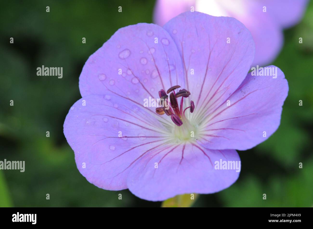 Lila azul Geranium Rozanne. Formación de grumos Floración de verano. Flores de color azul violeta claro. Foto de stock