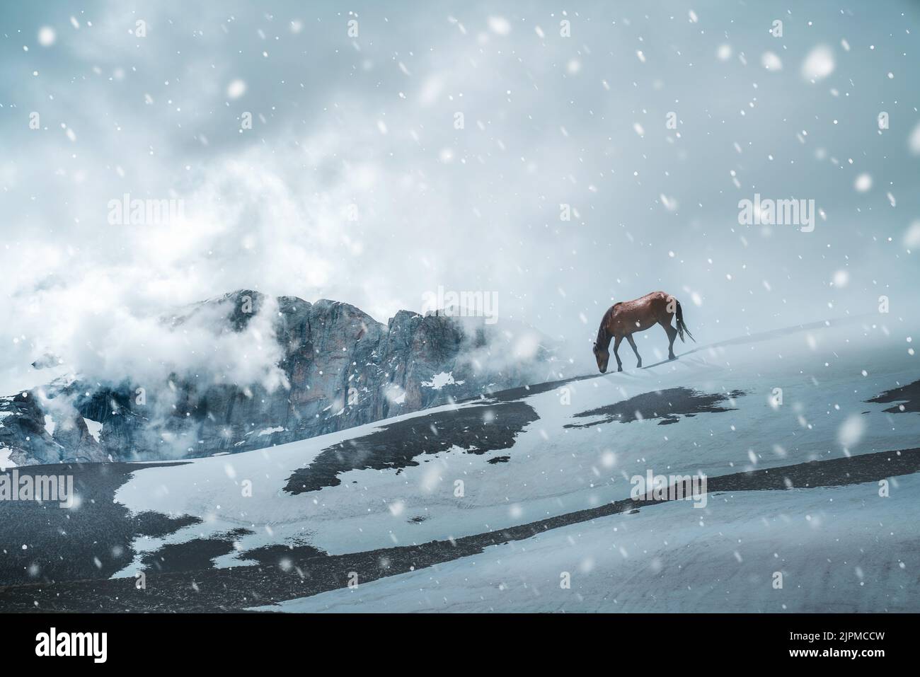 Un solo caballo está pastando en naturaleza salvaje. Un hermoso caballo en las montañas en invierno frío. Fotografía de alta calidad Foto de stock