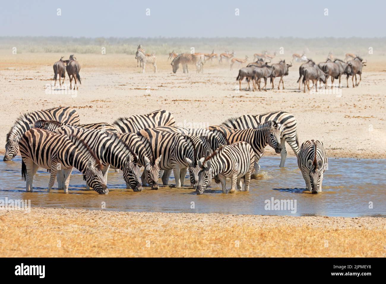 Cebras planicies (Equus burchelli) bebiendo en un pozo de agua, Parque Nacional Etosha, Namibia Foto de stock