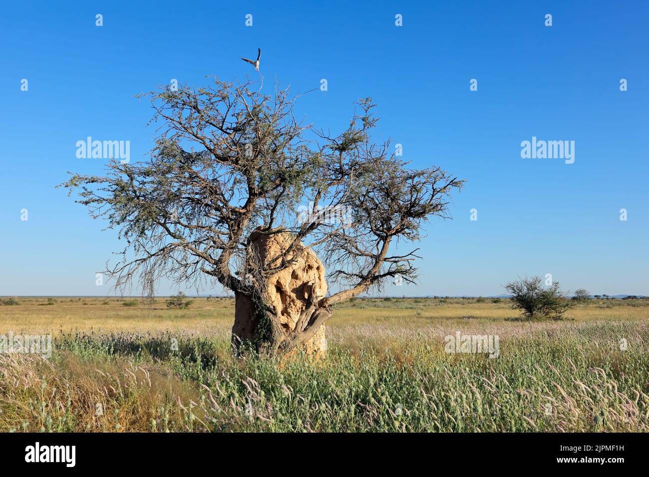 Paisaje con un montículo de árbol y termita contra un cielo azul, Parque Nacional Etosha, Namibia Foto de stock