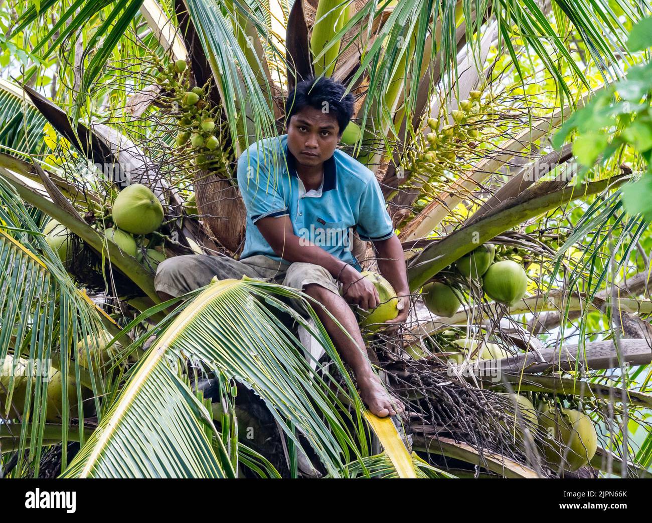 Un joven indonesio cosechando cocos de un árbol. Sulawesi, Indonesia. Foto de stock