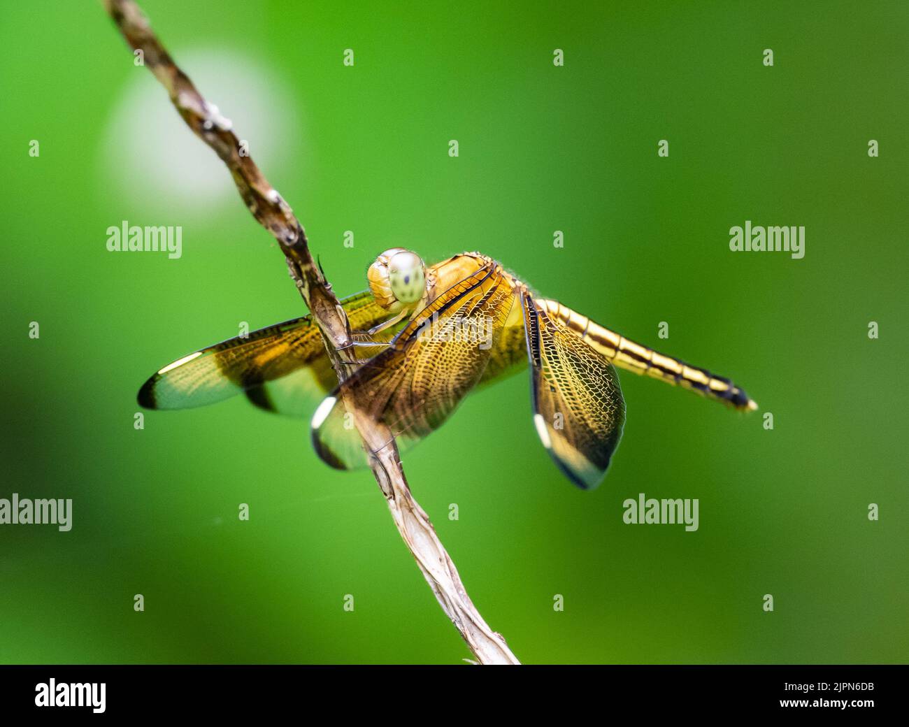 Una colorida libélula de Viuda con Velas Amarillas (Palpopleura jugunda). Halmahera, Indonesia. Foto de stock
