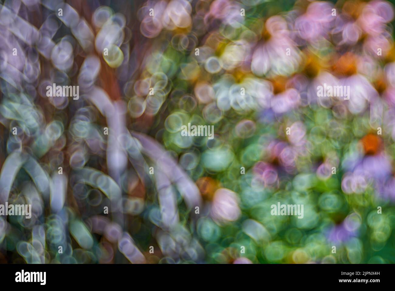 Burbujas de burbujas suaves en la imagen generada por Meyer Optik Gorlitz Trioplan 100 f 2,8 Mk2 Nuevo Foto de stock