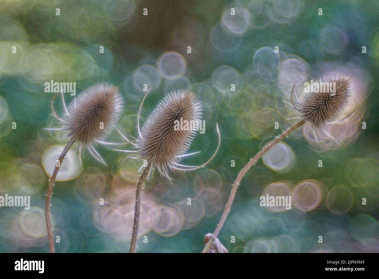 Burbujas de burbujas suaves en la imagen generada por Meyer Optik Gorlitz Trioplan 100 f 2,8 Mk2 Nuevo Foto de stock