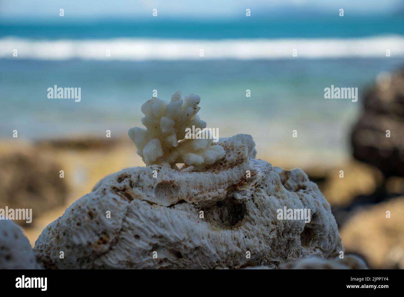 Hermoso coral al lado del mar. Foto de stock