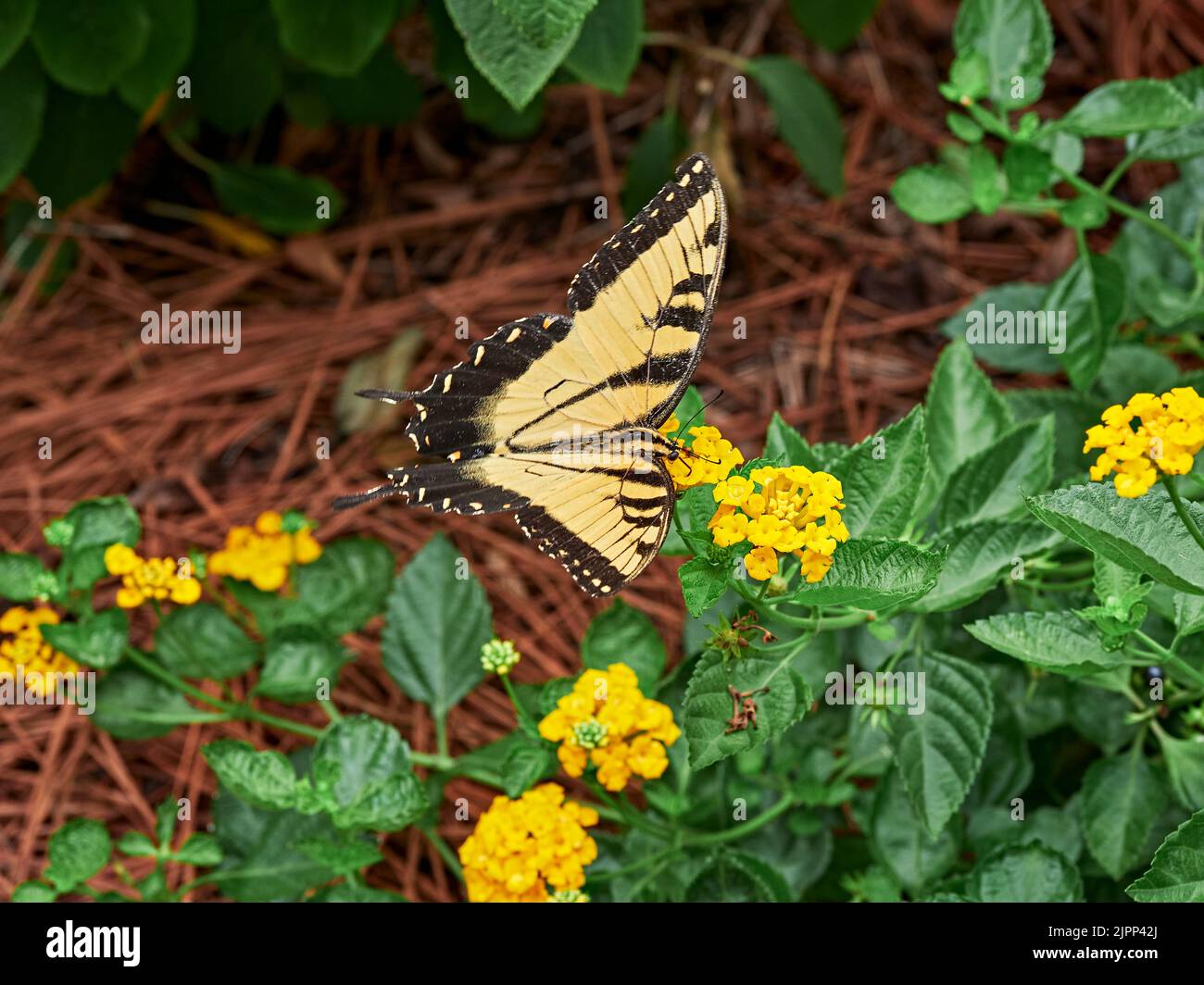 Cola de golondrina de tigre del este (Pterourus glaucus), amarilla y negra, mariposa en un néctar de recolección de flores de lantana en el centro de Alabama, Estados Unidos. Foto de stock