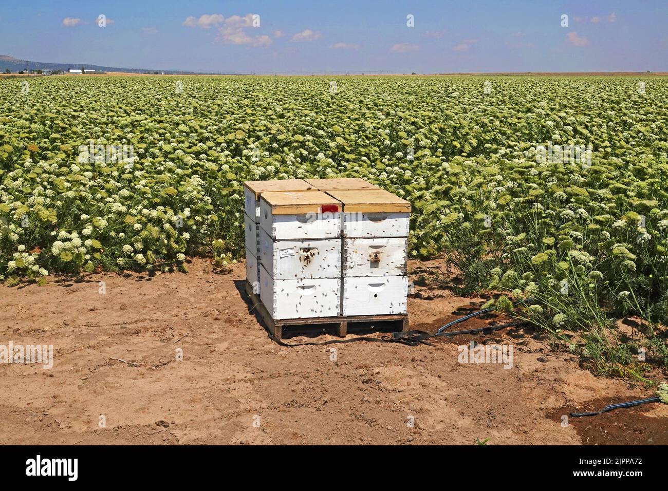 Una colmena activa con abejas europeas de miel cerca de un gran campo de semillas de zanahoria, siendo cultivada cerca de la pequeña ciudad de Culver, Oregon. La semilla de zanahoria se utiliza en la alimentación animal. Foto de stock