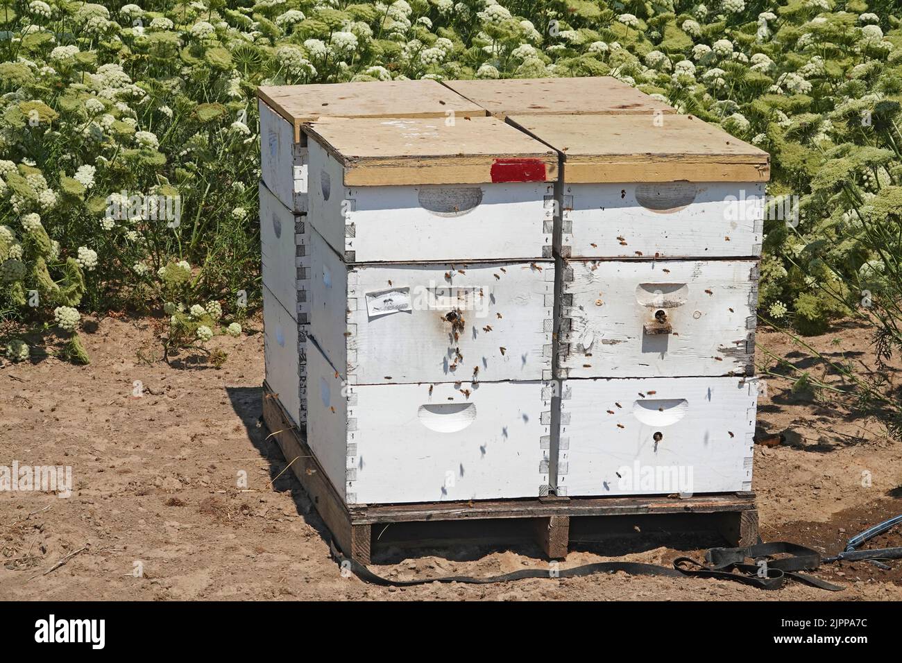 Una colmena activa con abejas europeas de miel cerca de un gran campo de semillas de zanahoria, siendo cultivada cerca de la pequeña ciudad de Culver, Oregon. La semilla de zanahoria se utiliza en la alimentación animal. Foto de stock