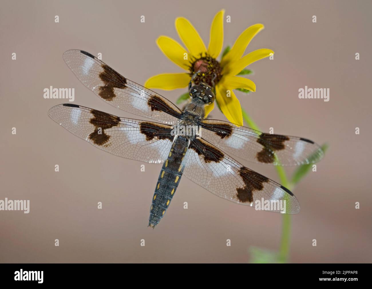 Retrato de una libélula forensis de ocho manchas de Skimmer, Libellula forensis, en una cornisa a lo largo del río Deschutes en Oregón. Foto de stock