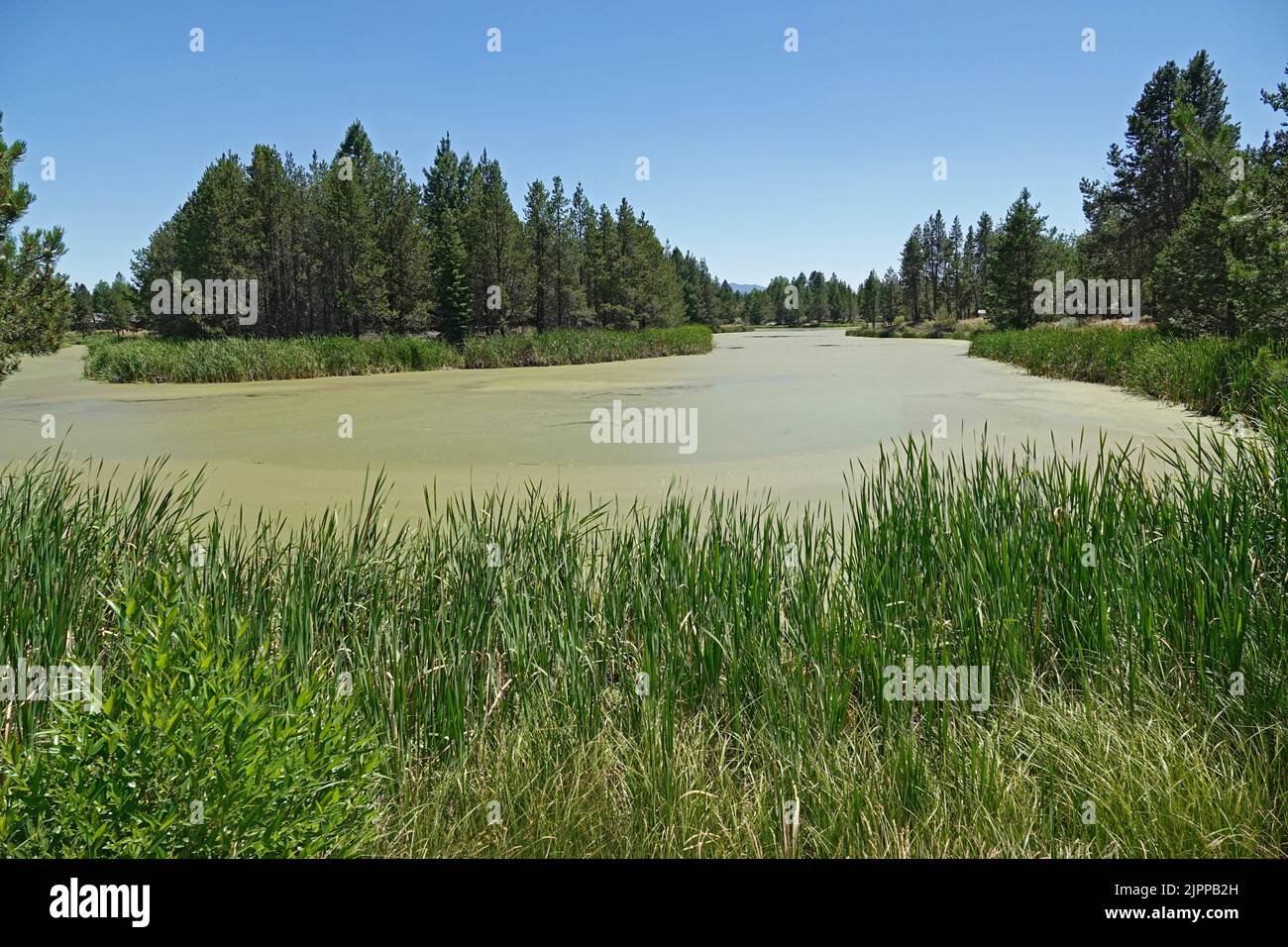 Un estanque rural siendo superado por el duckweed, Lemna minor, una planta acuática de rápido crecimiento considerada una plaga para los humanos. Foto de stock