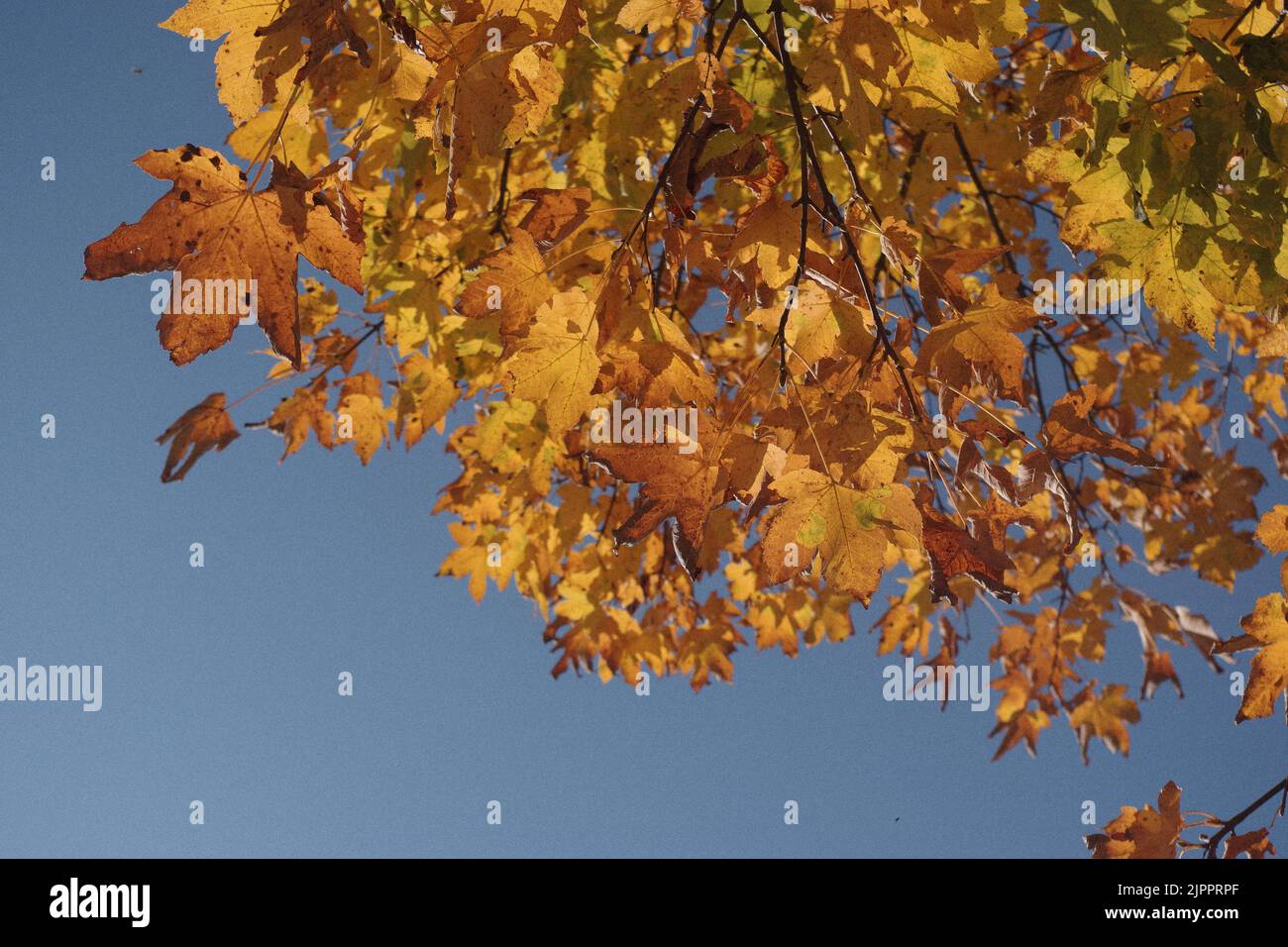 perspectiva de las hojas de otoño Foto de stock