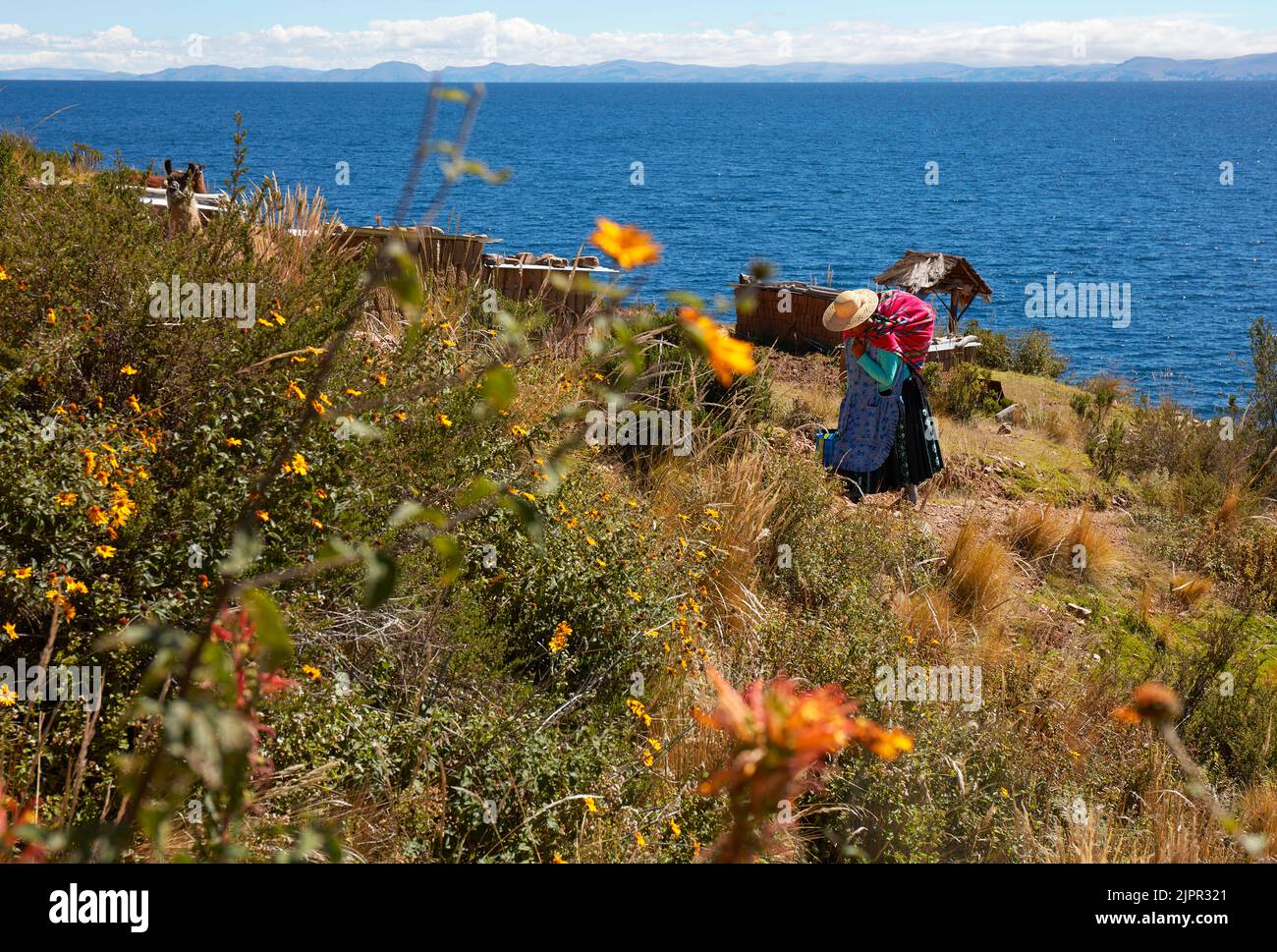 Una mujer boliviana 'chola' con ropa tradicional camina por la 'Isla de la Luna' con el lago Titicaca al fondo, provincia de La Paz, Bolivia. Foto de stock