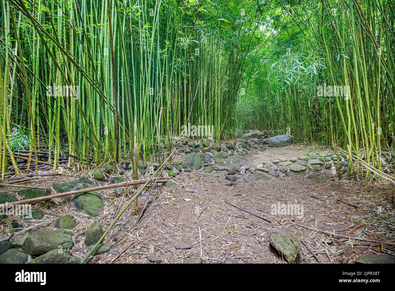 Este bosque de bambú ha crecido alrededor de las paredes de un antiguo pueblo hawaiano en las montañas del oeste de Maui, Hawai. Foto de stock
