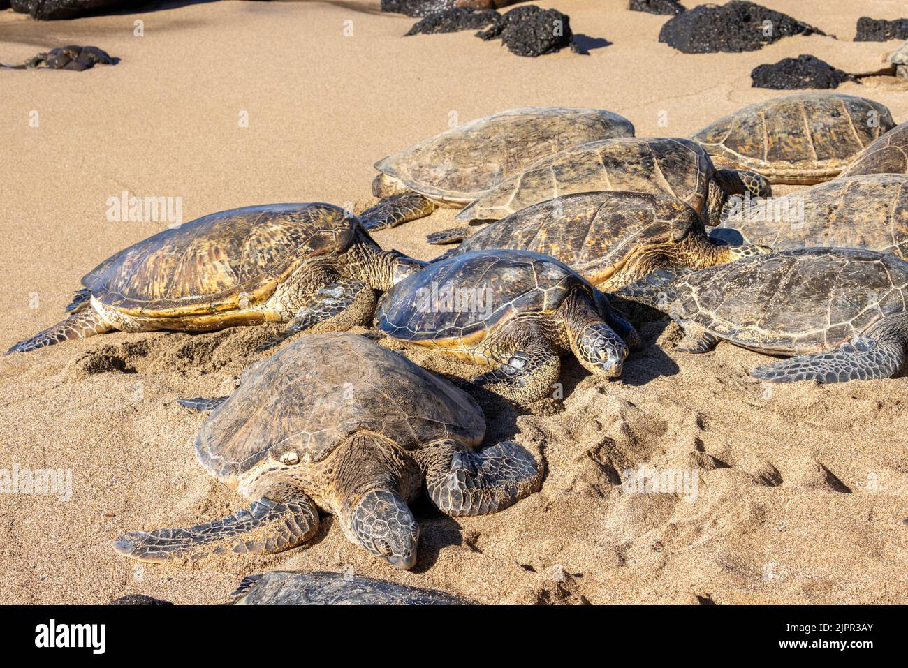Un grupo de tortugas marinas verdes, Chelonia mydas, una especie en peligro de extinción, se reúnen en un lugar aislado de la playa de West Maui, Hawai. Foto de stock