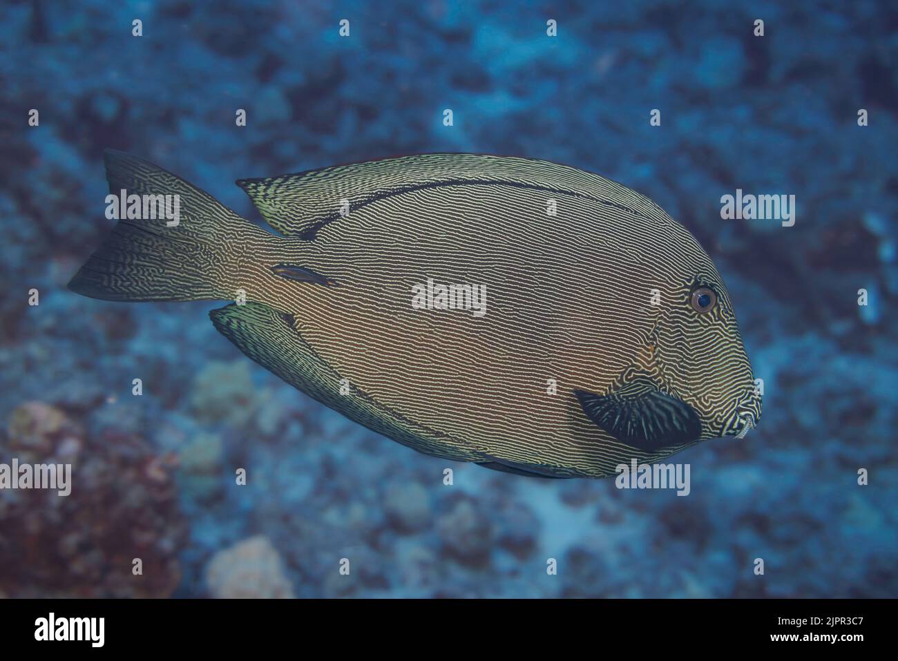 El nombre científico del pez surgeonso negro, Ctenochaetus hawaiiensis, sugiere que es endémico de Hawai donde fue fotografiado, althou Foto de stock