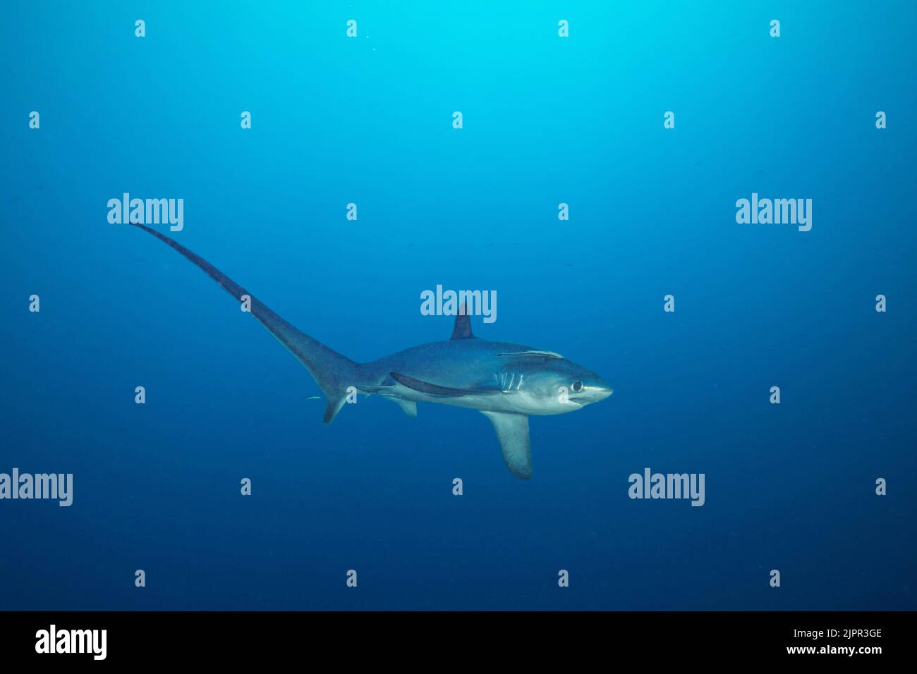 Existen tres especies de tiburones zorro todas caracterizadas por el inconfundible lóbulos superiores alargadas de sus aletas traseras. Esta, la zona pelágica thresh Foto de stock