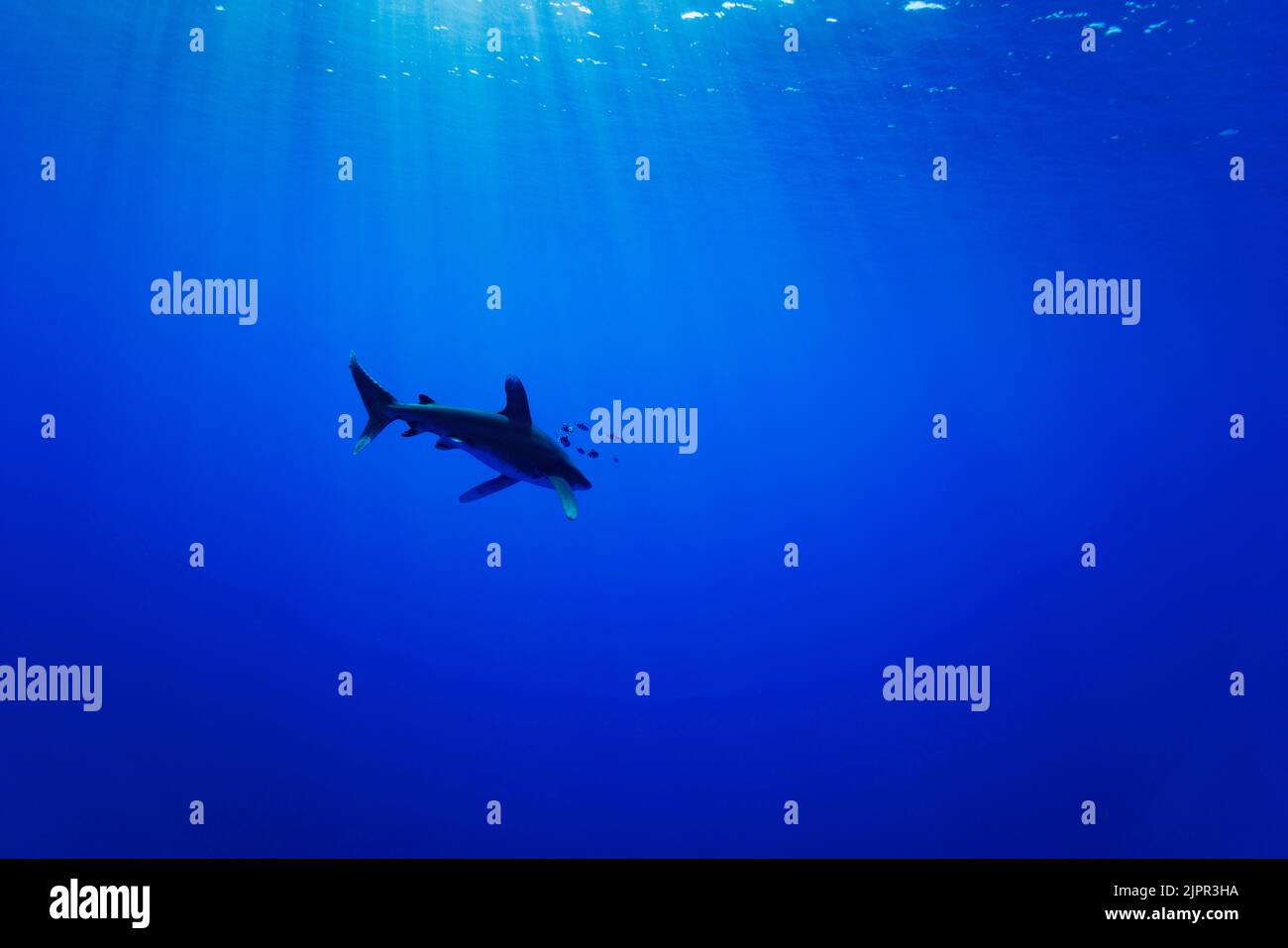 Tiburón oceánico, Carcharhinus longimanus, vive allí en mar abierto. Este individuo fue encontrado a varias millas de la Isla Grande con Foto de stock