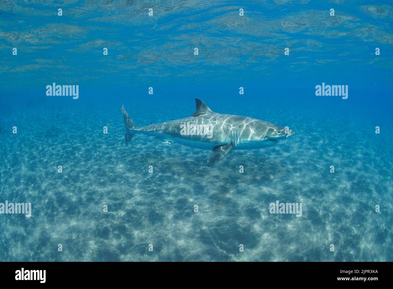 Compuesto digital. Este gran tiburón blanco, Carcharodon carcharias, fue fotografiado frente a la Isla Guadalupe, México y añadido a las aguas cristalinas Foto de stock