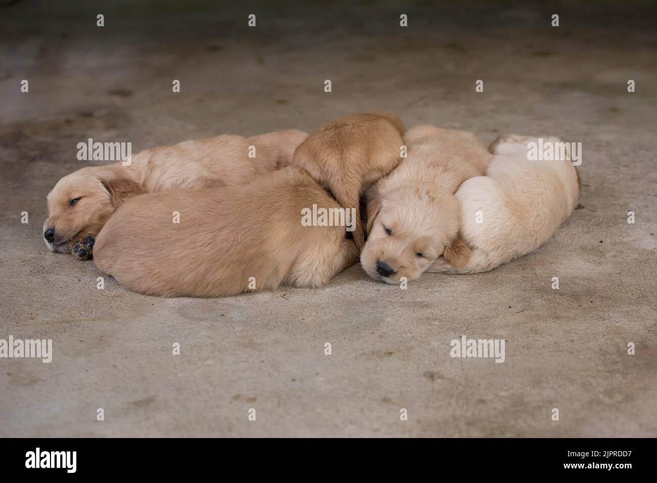 Cachorros Golden Retriever de tres semanas de edad (Canoidea), Tailandia Foto de stock