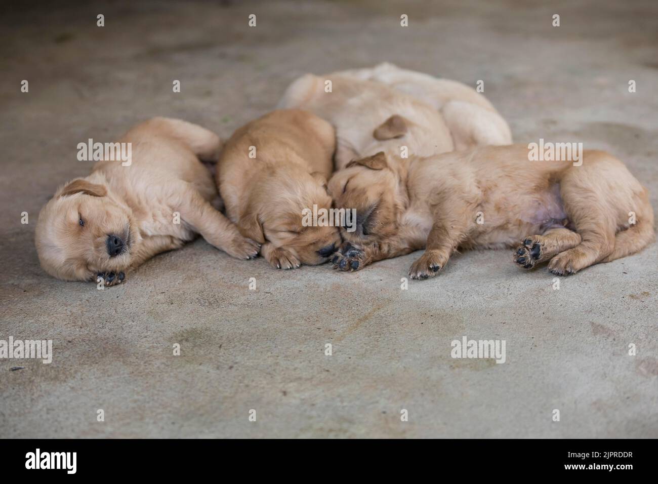 Cachorros Golden Retriever de tres semanas de edad (Canoidea), Tailandia Foto de stock