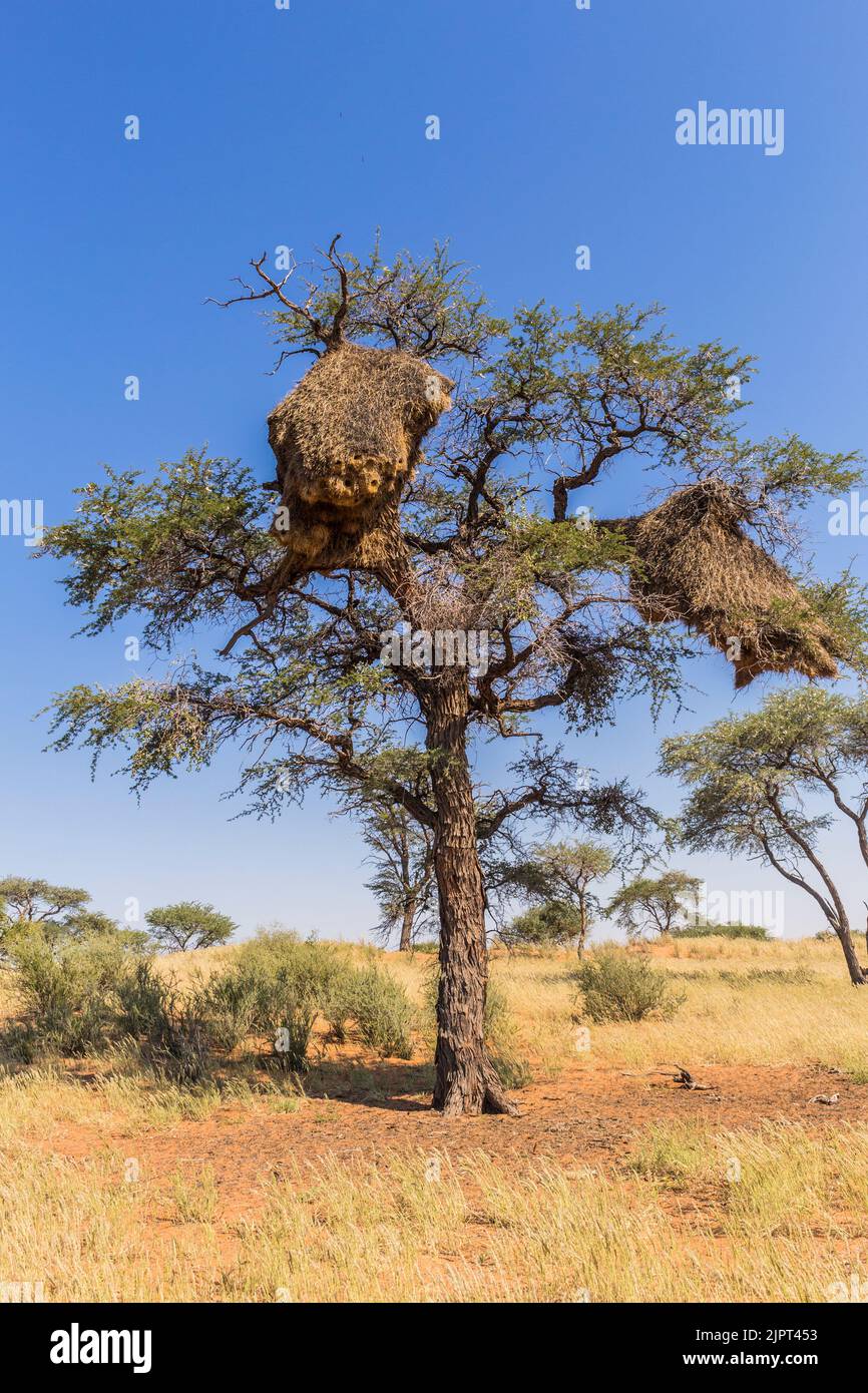 Pájaro tejedor sociable ( Philetairus socius ) Nido en un árbol de acacia en la carretera C21 cerca del cañón del río Fish en Namibia, África meridional Foto de stock