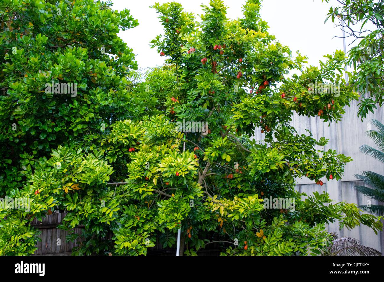 árbol Ackee De Jamaica