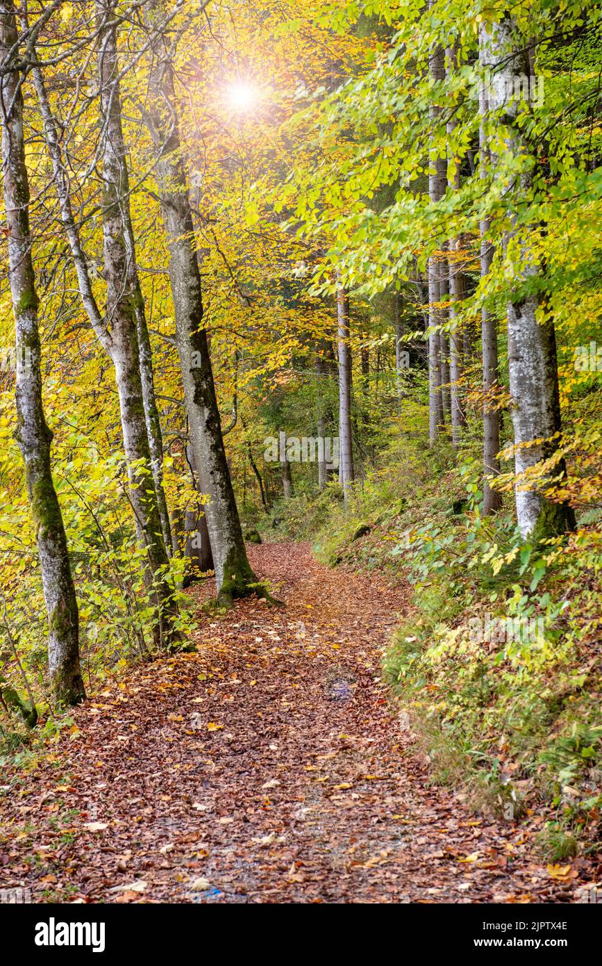 sendero a través del bosque en otoño Foto de stock