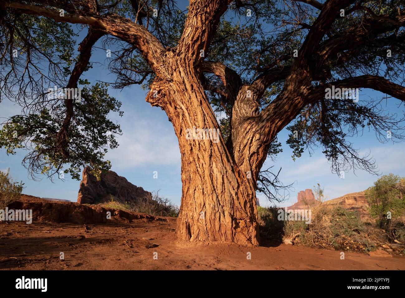 Árbol Cottonwood, Anderson Bottom, Parque Nacional Canyonlands, Utah. Foto de stock